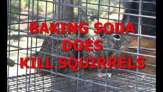 BAKING SODA DOES KILL SQUIRRELS This Squirrel Killed all my chicks and turkey chicks.