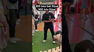 Pitbull 500 Juta Gak Dijual