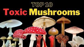 10 Toxic Mushrooms That Can Kill You