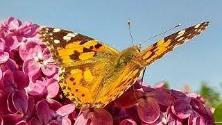 Butterfly drinks nectar of flowers lilac