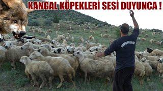 KANGAL KÖPEKLERİ KURT SESİNİ DUYUNCA ORTAM HAREKETLENDİ  ÇOBANLAR CANINDAN BEZDİ EVLENMEK İSTİYORLR