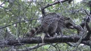 Raccoon Poops Off Tree Branch