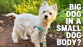 10 Reasons to LOVE a Westie Dog