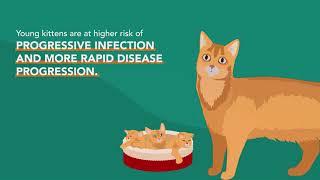 Feline Leukemia Virus FeLV  Merck Veterinary Manual