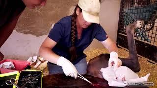 Equine Hernia Surgery with Horse Veterinarian Dr. Jenni Grimmett