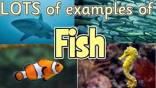 FISH for kids  Can you name ALL of the different fish? Miss Ellis #namingfish