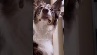 Dogs write a letter to Santa #funnydogs #dogskit #funnydogvideos