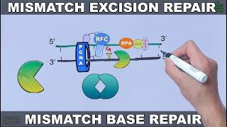 Mismatch Excision Repair in Eukaryotes