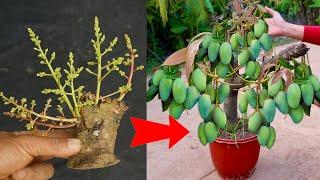 Unique Technique  Grafting Mango Tree Using Aloe Vera Growing Faster and Has Many Fruits