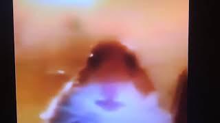 HAMSTER WEBCAM BUT ITS SCARY