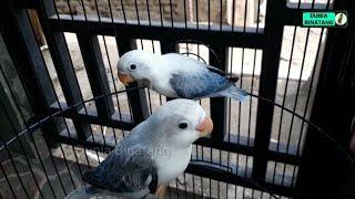 Lovebird Biola Euwing Blue