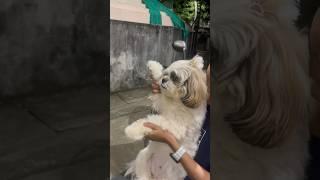 Belated happy Diwali #shorts #shortvideo #trending #puppy