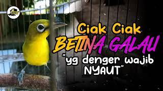 Ciak Ciak Kecial Kuning BETINA GALAU Ampuh Bikin Yg Denger Wajib NYAUT‼️ PEPADU KECIAL