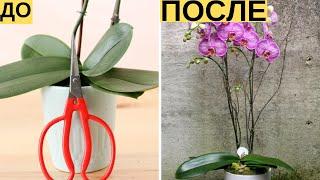 И Ваша орхидея будет цвести круглый год. 7 важных секретов по уходу за орхидеями  Я знаю