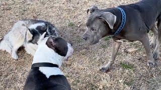 Sneaky PitBull Robs an Old Couple