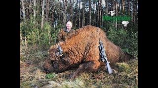 Hunt on European Bison in Belarus