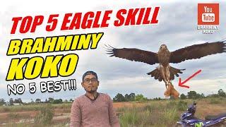 Melatih Elang Bondol  TOP 5 Eagle Skill  How to Train Your Eagle