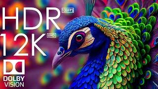 12K HDR 120fps Dolby Vision with Calming Music Animal Colorful Life