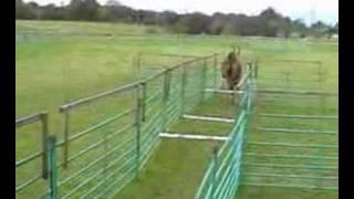 Clicker-trained Llama preparing for Olympics