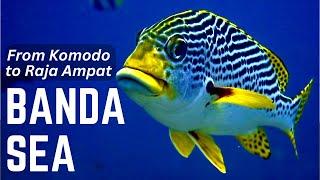 KOMODO to RAJA AMPAT on a Scuba Diving Liveaboard - Banda Neira Manuk Ambon