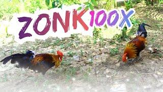 Silaturahmi Dong..  Pikat Ayam Hutan Merah Sumatera