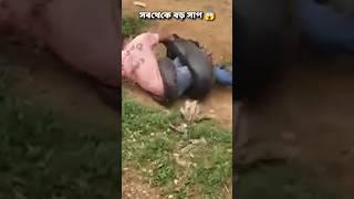 মানুষ খেয়ে ফেলেছে যে সাপ  রাসেল ভাইপারের বাপ