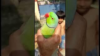 Mother Attachment With Parrot I Memory I Bathukamma Song Status I Filmmaker Ajay Anand 2023 #shorts