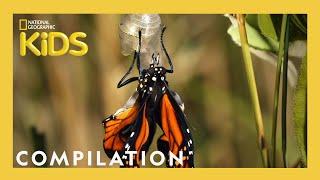 AMAZING ANIMALS  1 Hour  Nat Geo Kids Compilation  @natgeokids