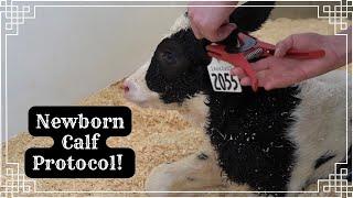 Newborn Calf Protocol 