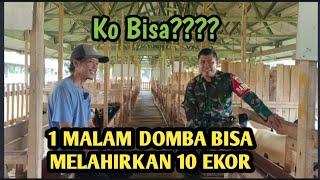 Cara mengembang biakan Domba budi daya