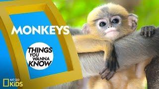Cool Facts About Monkeys  Things You Wanna Know