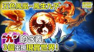 初鳳生五色鳳凰鳳生九子，是什麼神鳥？“九”的含義 3個出現現實世界！