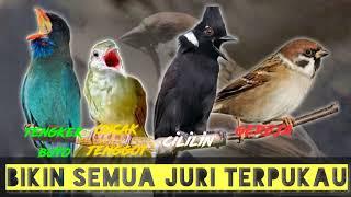 BIKIN SEMUA JURI TERPUKAU MASTERAN TENGKEK BUTO - CUCAK JENGGOT - CILILIN - GEREJA Jeda 30 detik