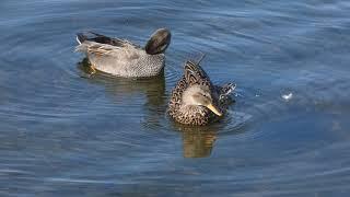 The quiet voice of the Gadwall