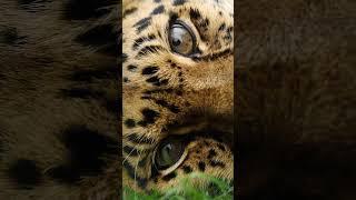 Xizi our Amur leopard is turning 19 today send your birthday wishes in the comments 