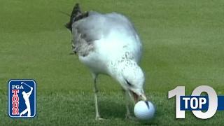 Top 10 Animal Encounters on the PGA TOUR