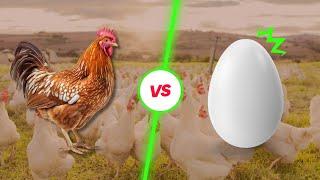 देखिए इतने सारे अंडों के साथ ये लोग क्या कर रहे हैं  Chicken Farming Harvesting & Egg Production