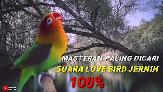 LOVE BIRD NGEKEK PANJANG TANPA IKLAN