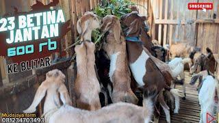 1 jantan 22 betina 600rb menuju ke Blitar Jawa timur  paket breeding super ekonomis