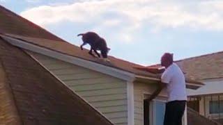 Dog Stuck On Roof Looks For Someone To Save Him  The Dodo