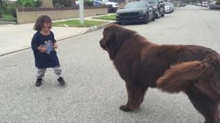 Giant Newfoundland Dog gives good luck kisses