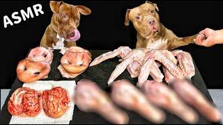 【犬のASMR】生肉を豪快に食べるピットブルの咀嚼音がクセになる