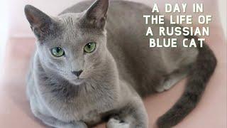 A Day in the Life of a Russian Blue Cat  Sebastian Edition 