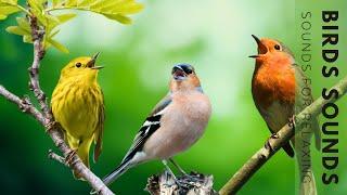 Birds Singing - Stunning Nature Stress Relief Relaxing Birds Sound Soothing Birds Chirping