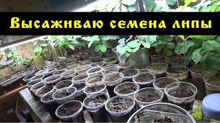 Высаживаю семена липы.