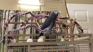 #269 SUPER SMART 2 YEAR OLD TIMNEH AFRICAN GREY PARROT  TALKING BEST TALKING PARROT