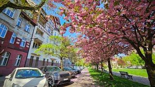 Tokio Osaka i Bytom - przygoda w mieście kwitnącej wiśni