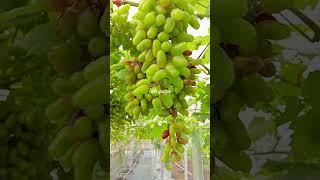 Anggur gosv fase veration.  #anggurgosv #fruit #anggur #farming #gardening #anggurimport #cskchannel