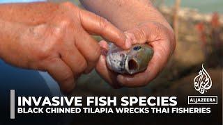 Invasive fish species Blackchin Tilapia devastating Thailand fisheries