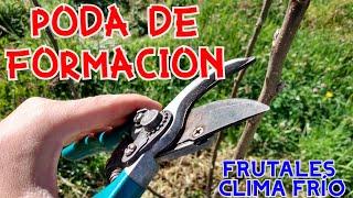 PODA DE FORMACIÓN  PRIMEROS MESES  FRUTALES CLIMA FRÍO CADUCIFOLIOS MANZANO - CIRUELA - PERA